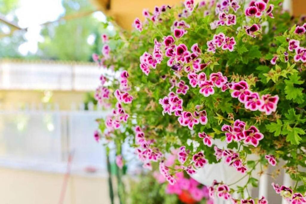 Dolci Sogni Romani Senza Scale O Barriere Exteriör bild